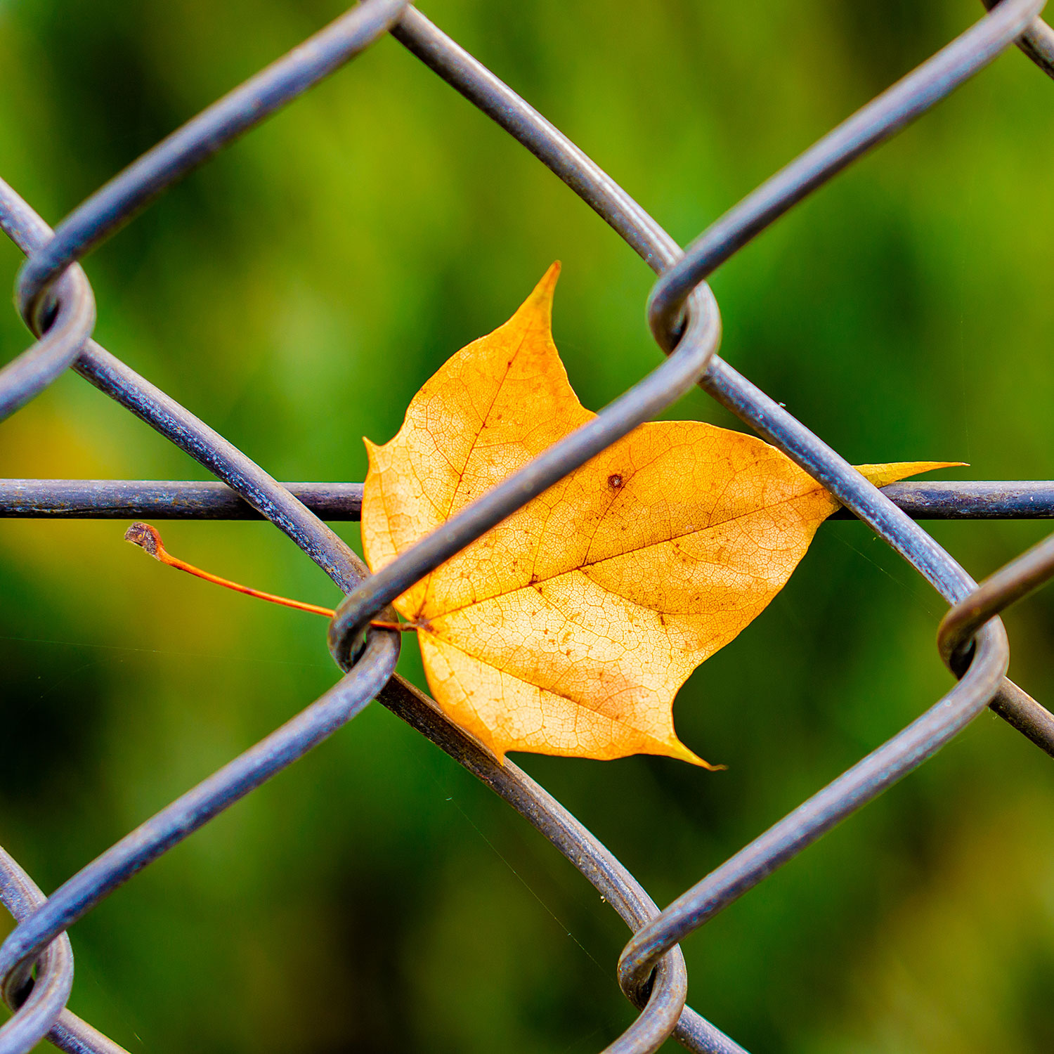 Blatt in einem Zaun